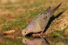 Mourning dove Art Print